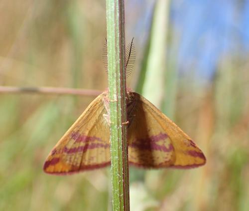 Réf. 265 959 : Lythria cruentaria